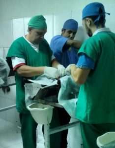 Veterinários realizam a castração