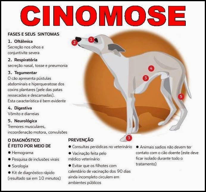 Cinomose: doença pode ser prevenida com vacina - Jornal Mais Notícias ...