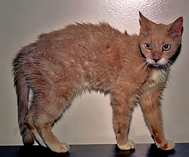 Hipertireoidismo em Gatos idosos como identificar? Jornal Mais