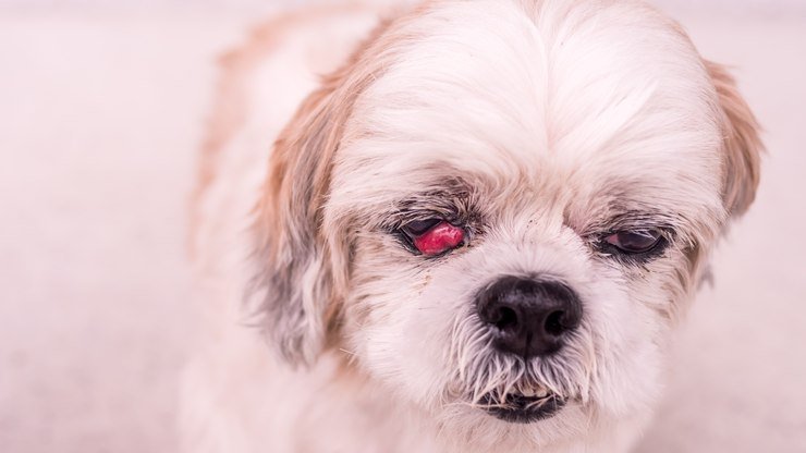 Olho de cereja em cachorro possui tratamento? - Iris